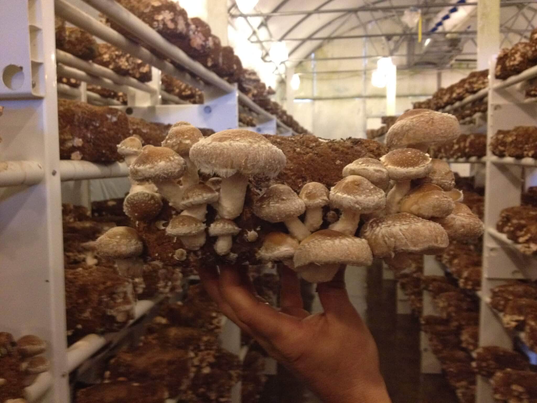 Comment cultiver facilement ses propres champignons à la maison — free download